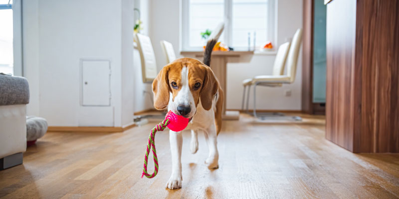 walks on a squeaky floor, carrying a toy in its mouth.