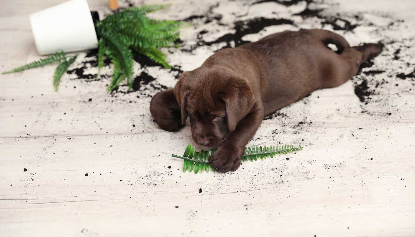 Dog playing with a plant it has tipped over onto the floor