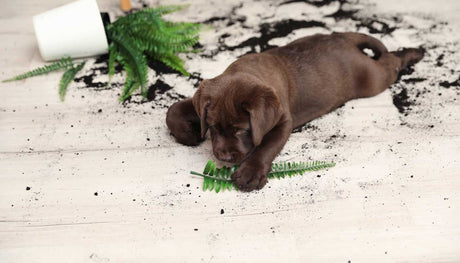 Dog playing with a plant it has tipped over onto the floor
