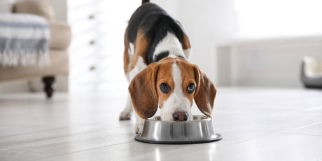 A dog eating a meal from a bowl on the floor showcasing pet-friendly flooring