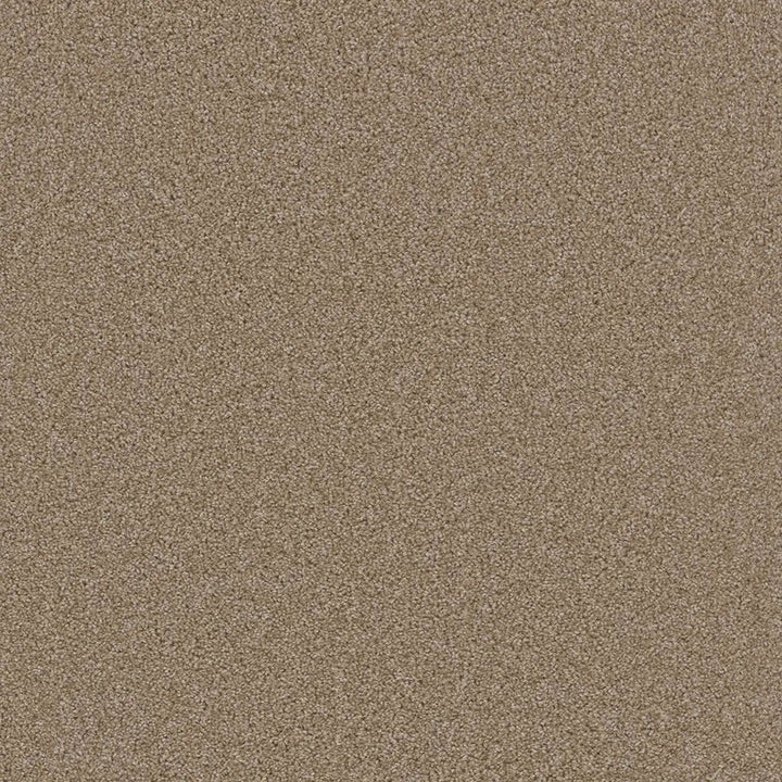 Grizzly 24oz Cut Pile Carpet Flooring — Timberline